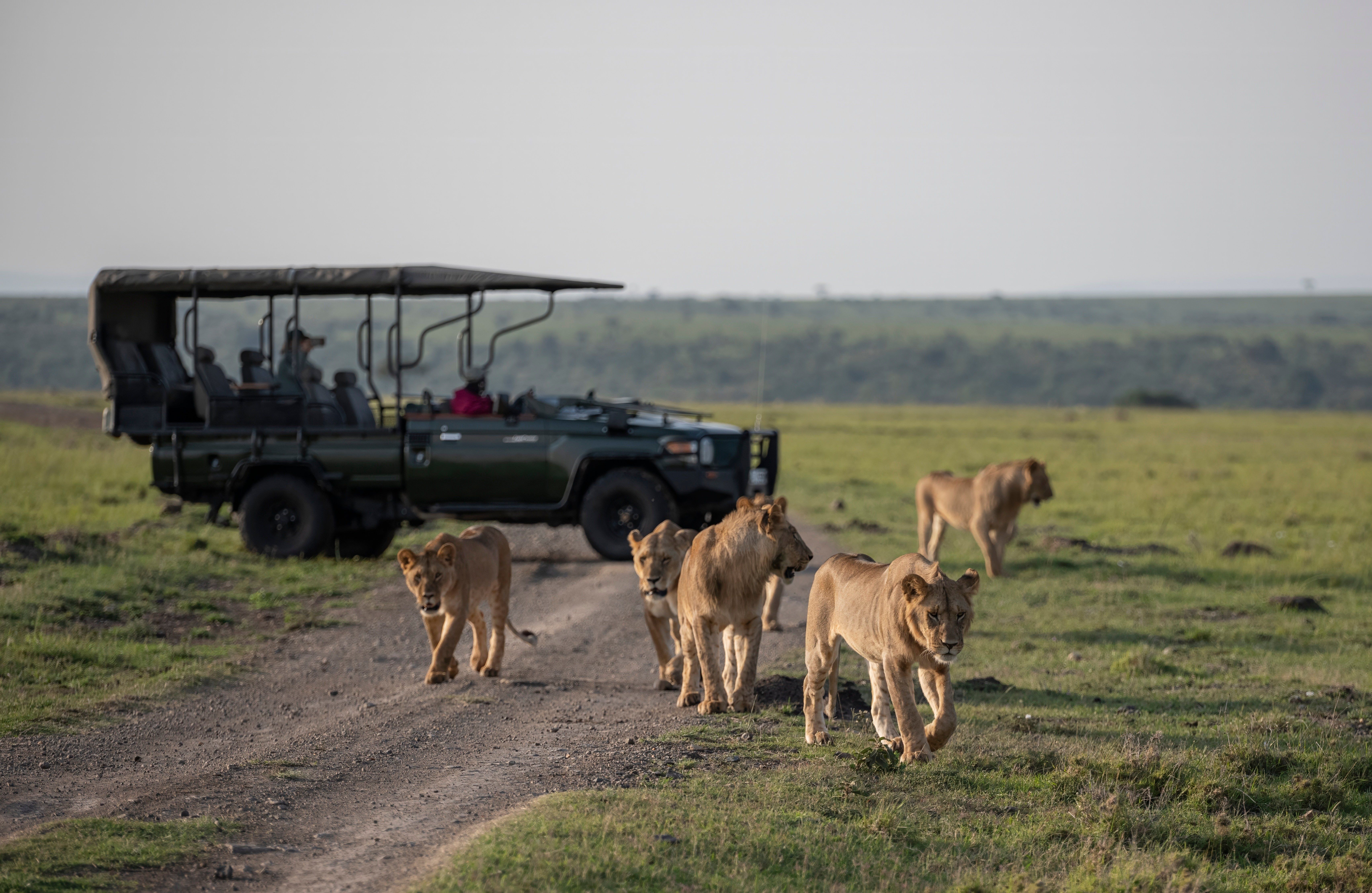 Løver i Masai Marra Kenya » Tembo safari Løver i Masai Marra Kenya