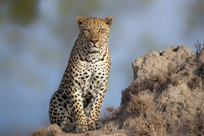 Leopard på et termitbo » Tembo Safari Leopard på et termitbo
