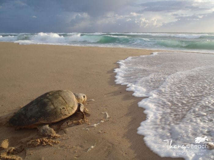 Skildpadde på stranden ved Thonga Beach Lodge