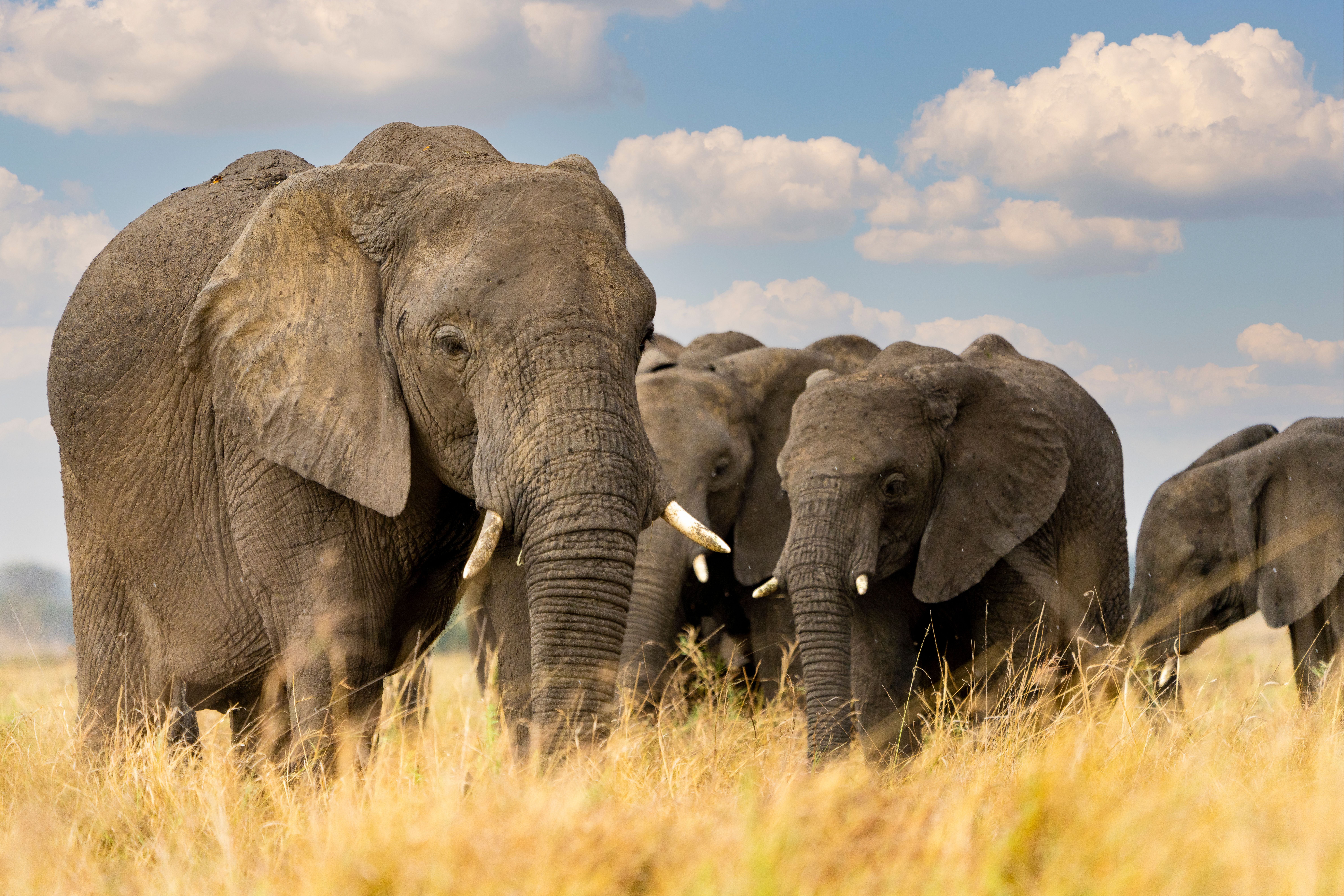 Elefanter på savannen i Serengeti » Tembo Safari Elefanter på savannen i Serengeti