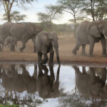 Elefantspejlbilleder farvekorrigeret
