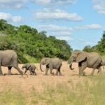 Imbali Safari Lodge Elephants