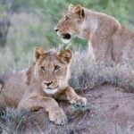 Imbali Safari Lodge Lions