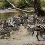 Zebraer ved vandhul