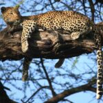 leopard i træ dag 3-4-5-6