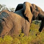 TarangireTreetops—Elephant