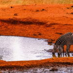 Two,Zebras,Drinking,At,A,Watering,Hole,,Volcanic,Landscape,Of