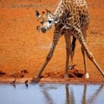 Masai,Giraffe,(giraffa,Tippelskirchi),Drinking,At,A,Waterhole.,Ngutuni,,Tsavo
