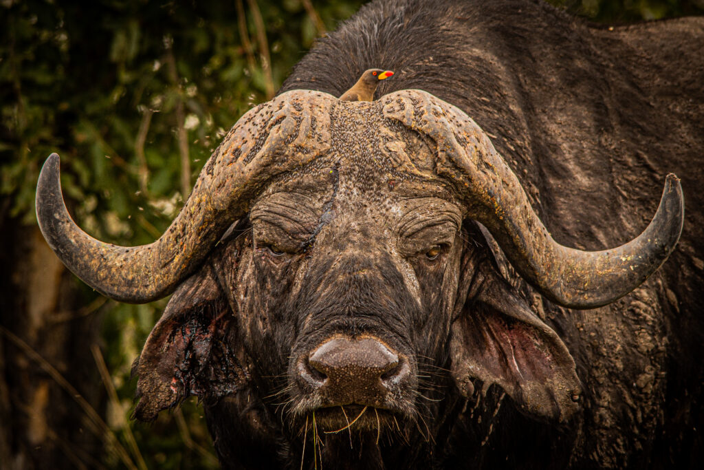 Malariafri safari i Sydafrikas Pilanesberg og daseferie ved Zimbali