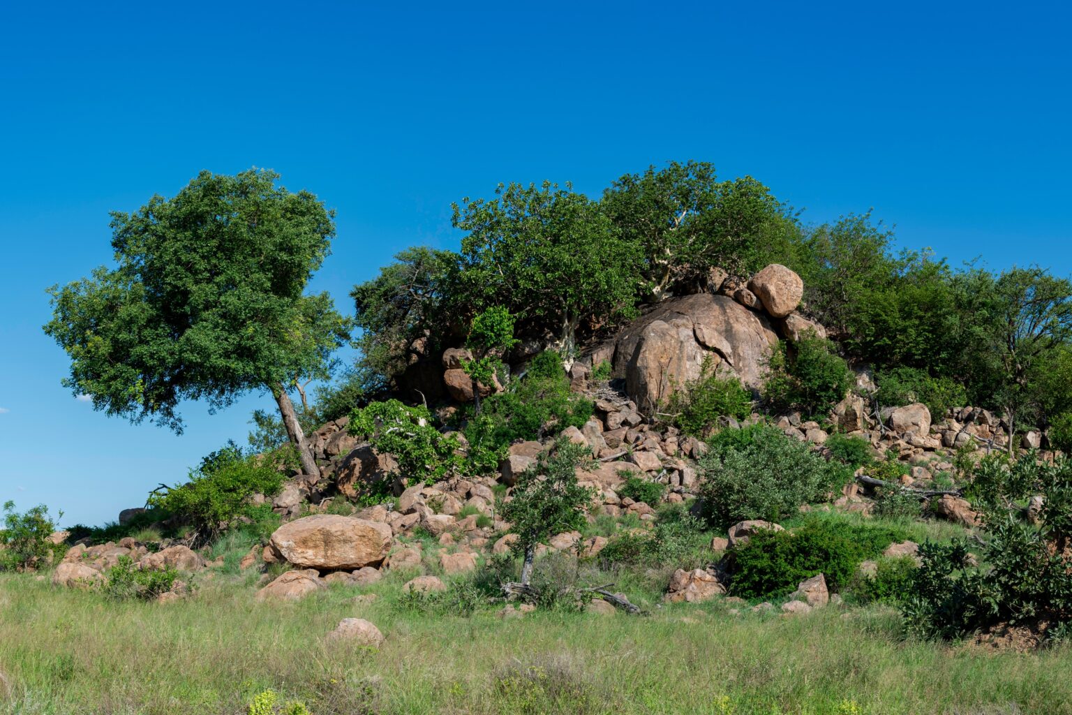 Safari i Balule & Kruger – På danskejede Mpala Safari Lodge