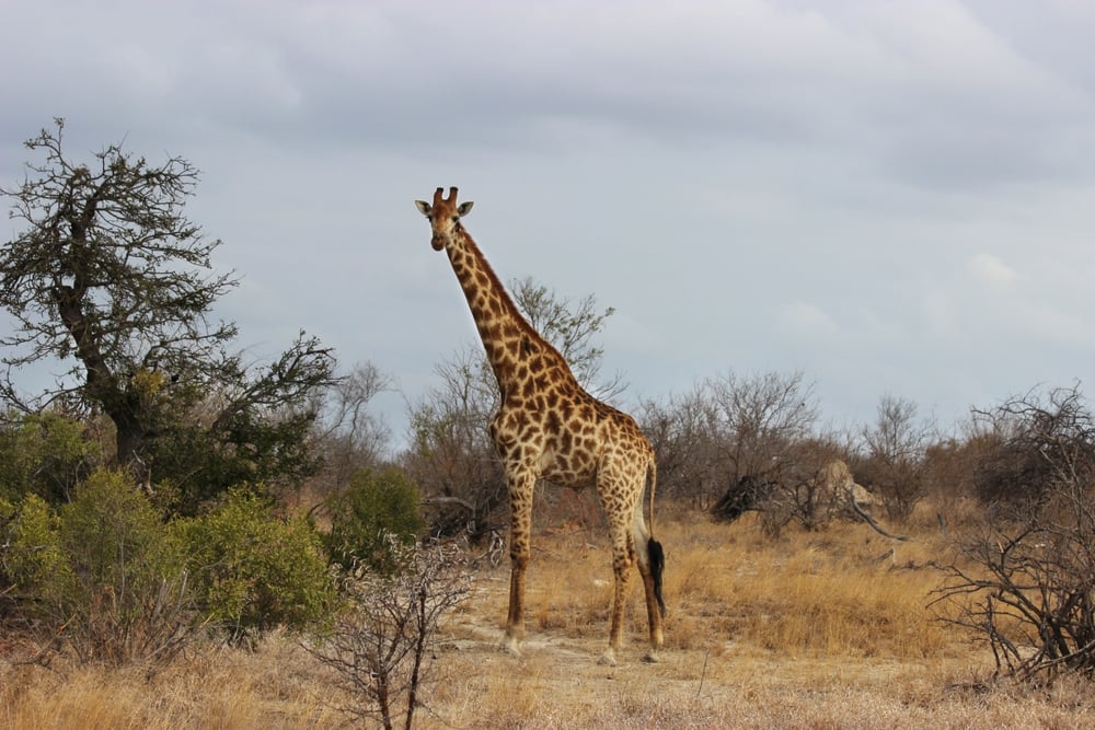 Eventyrlig safari og natur ved Pilanesberg og Victoria Falls